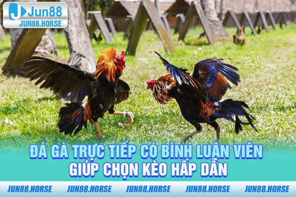 Đá gà trực tiếp có bình luận viên giúp chọn kèo hấp dẫn