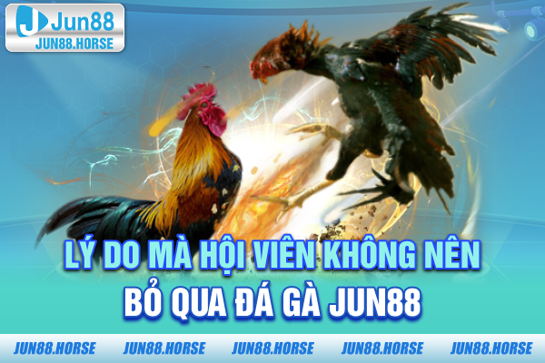 Lý do mà hội viên không nên bỏ qua đá gà JUN88
