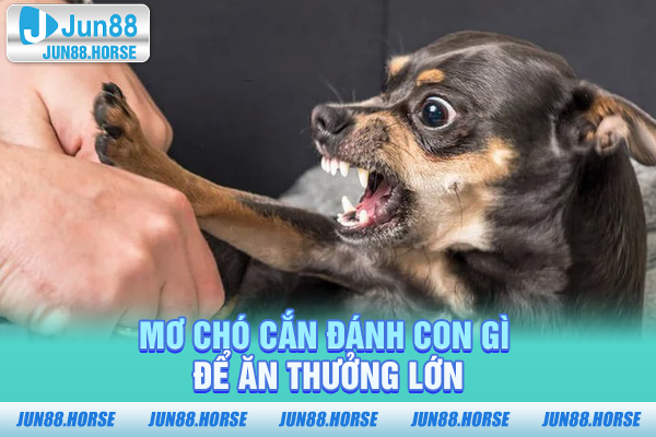 Mơ chó cắn đánh con gì để ăn thưởng lớn