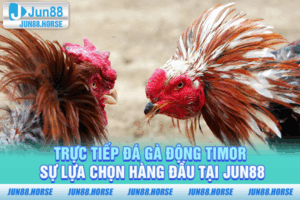 Trực Tiếp Đá Gà Động TIMOR - Sự Lựa Chọn Hàng Đầu Tại JUN88