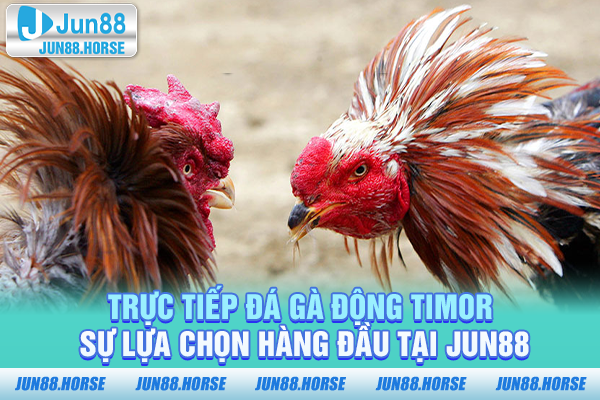 Trực Tiếp Đá Gà Động TIMOR - Sự Lựa Chọn Hàng Đầu Tại JUN88