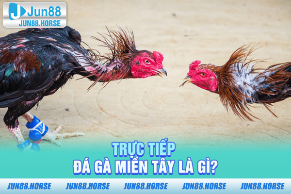 Tìm hiểu trực tiếp đá gà miền Tây là gì