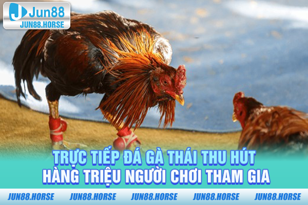 Trực tiếp đá gà Thái thu hút hàng triệu người chơi tham gia